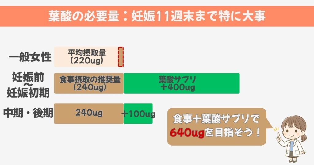 葉酸の摂る目安量と時期