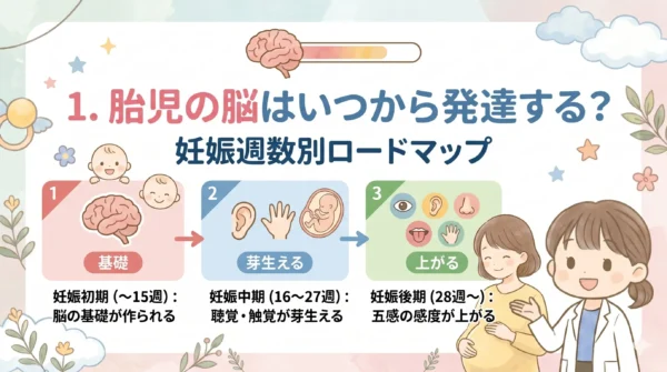 胎児の脳の発達はいつから
